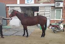 ���պ��� (TONGHAP BULPAE) ����