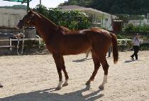 �������� (Hi Fi) ����