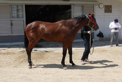 ���ѻ�ɺ� ����