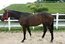 ��巯�� (GOLD RUSH) ����