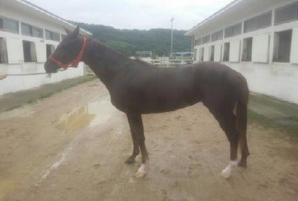 ������ƽ��Ƽ ����