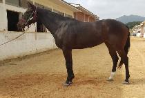 ���̺��� (LIVE GOLD) ����