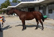 ����屺 (GOLD JANGGUN) ����