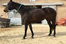 �սý� (NIPSYS) ����