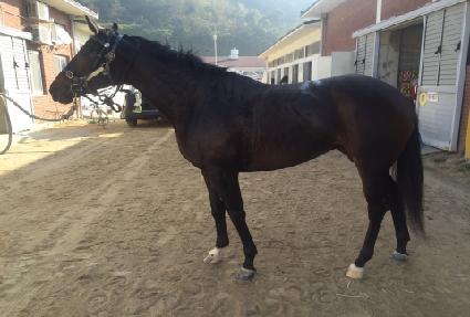 ��īȣ�� ����