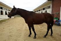 INDIAN CHIEF picture