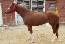 �ݺ���Ʈ (GEUMBIT BOLT) ����