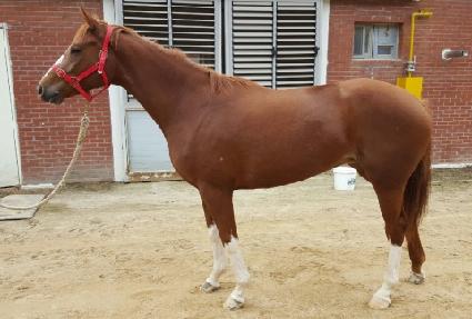 �ݺ���Ʈ ����