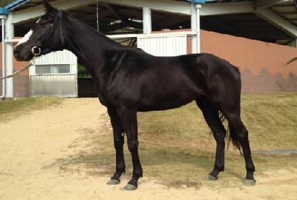 ����Ĺ ����