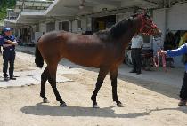 ���۷ο� (SUPER ROYAL) ����