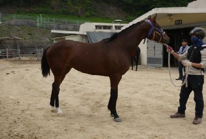 ���������� ����