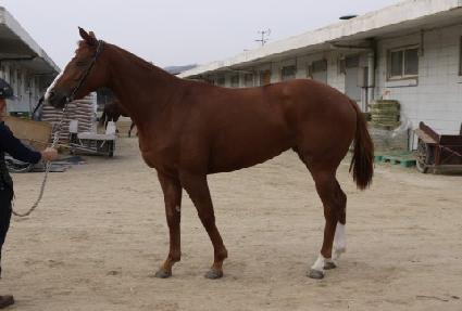 Ǫ������ ����