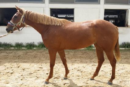 Ÿ��ĳ�� ����