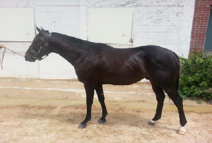 �����η귯 ����