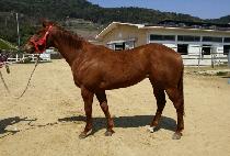 STEAL THE SHOW WHY picture