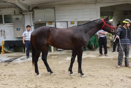 ���۽�ŸƮ ����