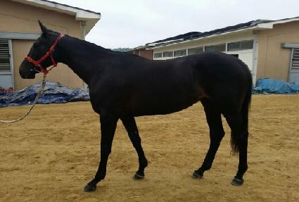 ��Ÿ�۷θ��� ����