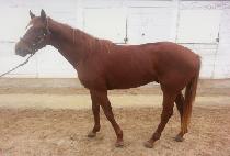 ĳ�Ƿ� (CAPI RUN) ����