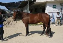 ü����Ŀ (CHERRY PICKER) ����