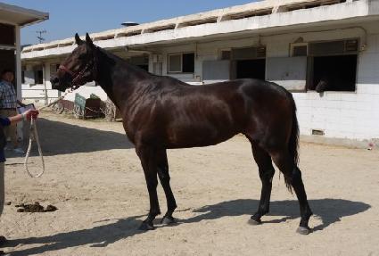 ������� ����