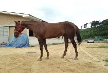 ���������� (CHALLAUI JUIN) ����