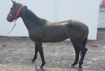 ��Ӻ�Ʈ (KWAESOK BOLT) ����