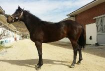 �۽�Ʈŷ (FIRST KING) ����