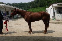 ����ĸƾ (SUSEONG CAPTAIN) ����