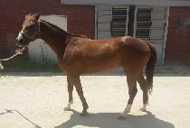 �泲��ǳ (GYEONGNAM DOLPUNG) ����