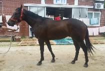 �����Ǿ���� (YEONGGWANGUI AGAIN) ����