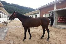 �Ⱑ���ǵ� (GIGA SPEED) ����