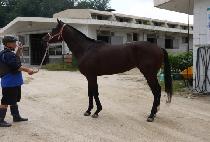 �����̱� (HARPY EAGLE) ����