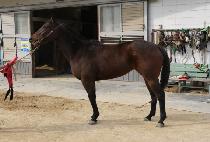 ����Ƽ��Ÿ (KATIE STAR) ����