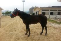 �����ͺ� (FIGHTER BONG) ����