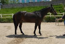 ������ (KKOKKOMA) ����