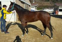 ���̺������� (DANCING BLAZE) ����