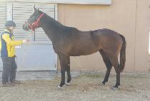 �ƶ󰡾߽̽� (ARAGAYA SINGSING) ����