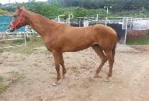 ���������� (YEONGGWANGUI JAEIN) ����