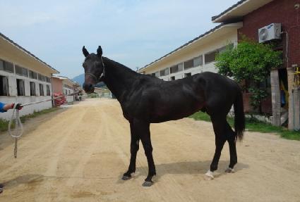 �����帲 ����