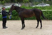 ����Ȼ��� (SPECIAL SHINE) ����