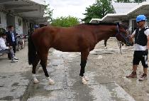 ������� (MASANG GWIJAE) ����