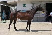 ����Ĺ (SUGAR CAT) ����