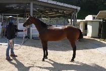 ���̽�ź�� (ACE TANSAENG) ����