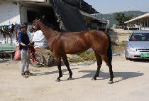 �ؽ� (HAESIN) ����