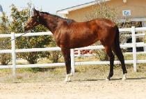 ���� (THELMA) ����