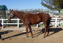 ������ (DAE CHANCE) ����