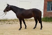 �������� (MAGIC WINNER) ����