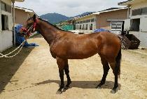 �ε��è�� (INDIGO CHAMP) ����