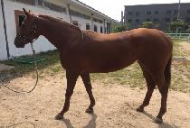 ��õġ�� (MACHEON CHIRON) ����