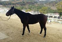 ������ (VICTOIRE) ����